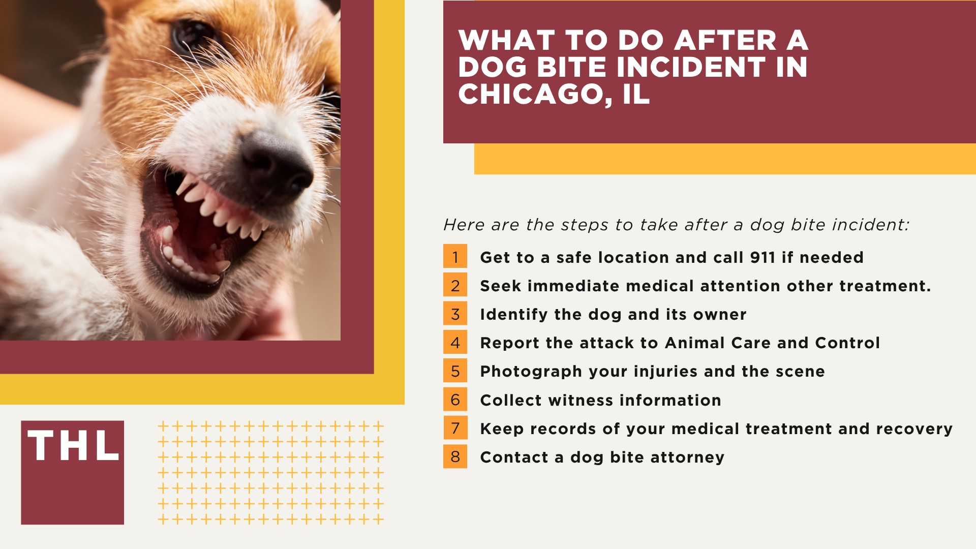 Meet Our Team of Experienced Chicago Dog Bite Attorneys; What To Do After a Dog Bite Incident in Chicago, IL