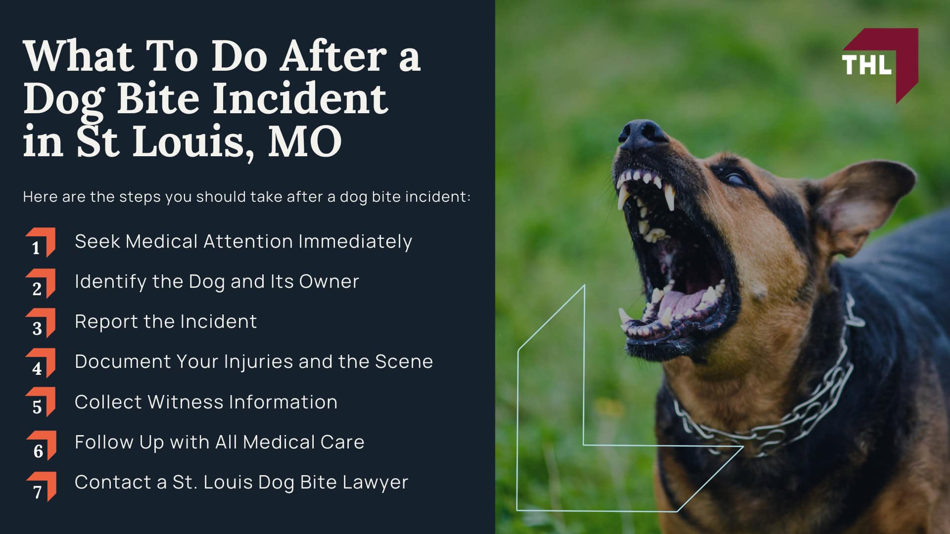 What To Do After a Dog Bite Incident in St Louis, MO