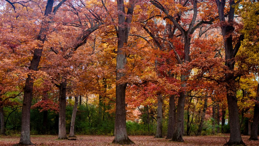 Chicago Heights Pedestrian Accident Lawyer