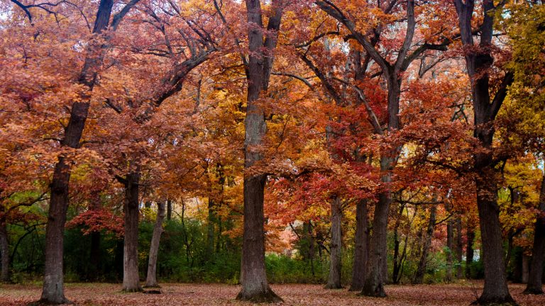 Chicago Heights Pedestrian Accident Lawyer