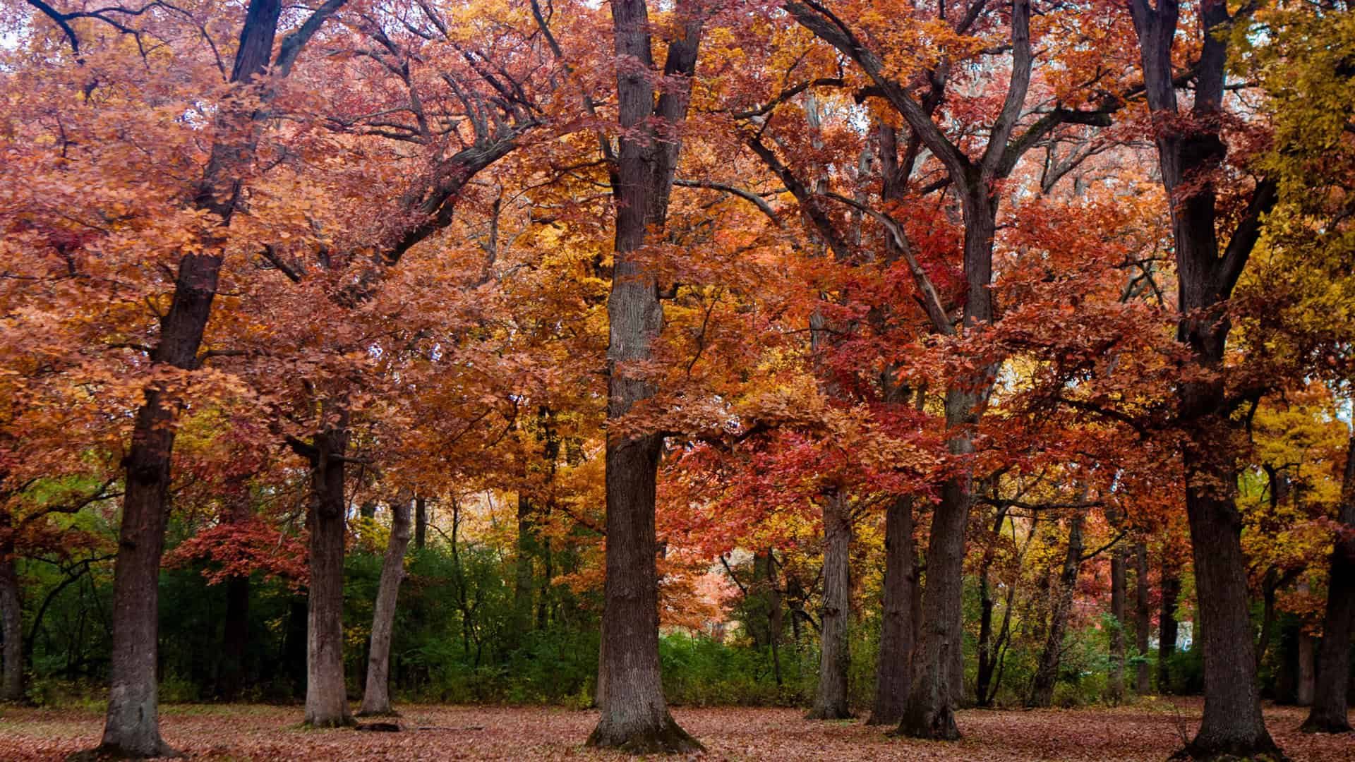 Chicago Heights Truck Accident Lawyer