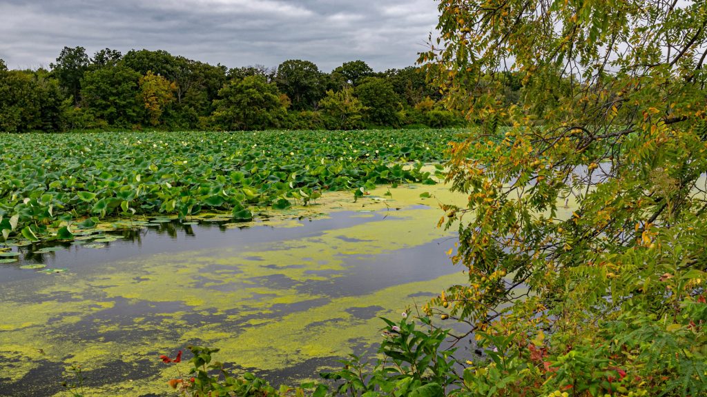 New Lenox Pedestrian Accident Lawyer