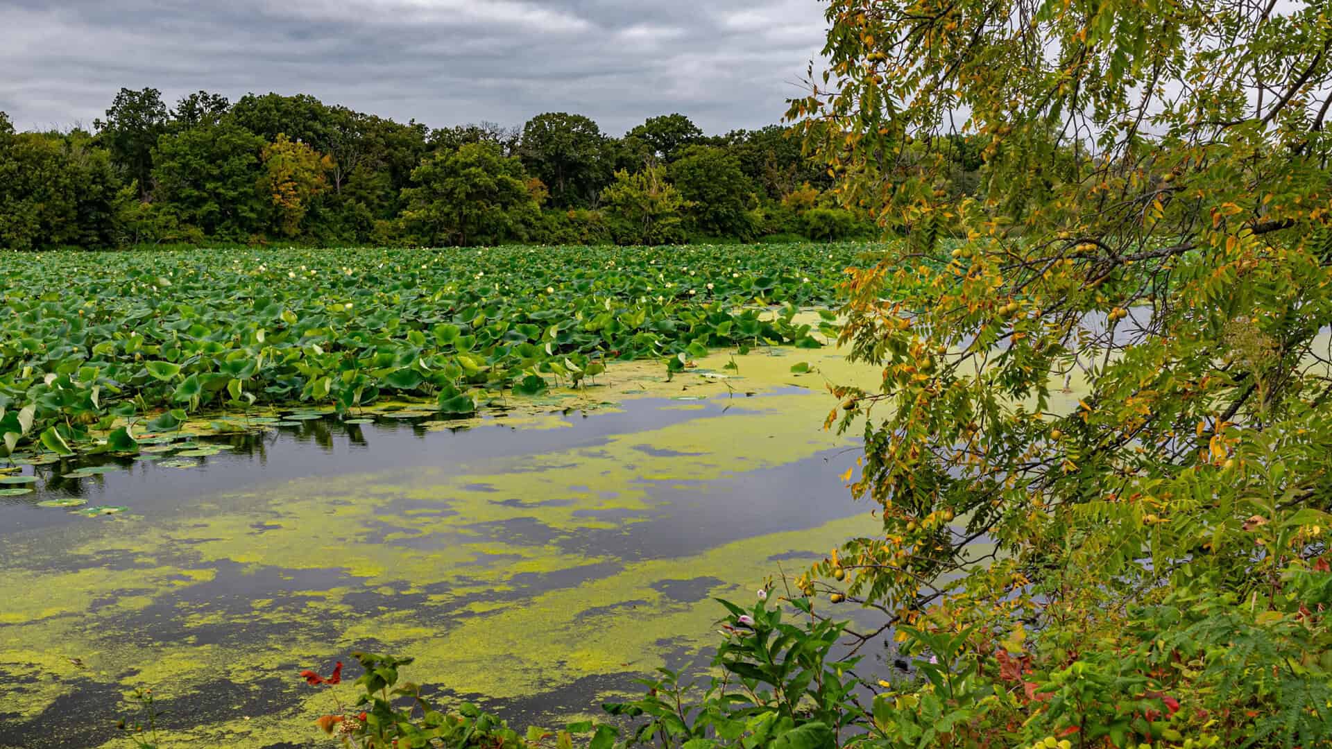 New Lenox Truck Accident Lawyer