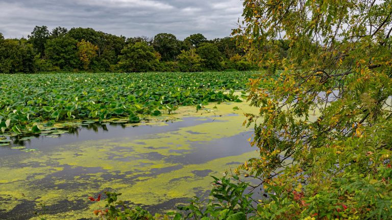 New Lenox Uber Accident Lawyer